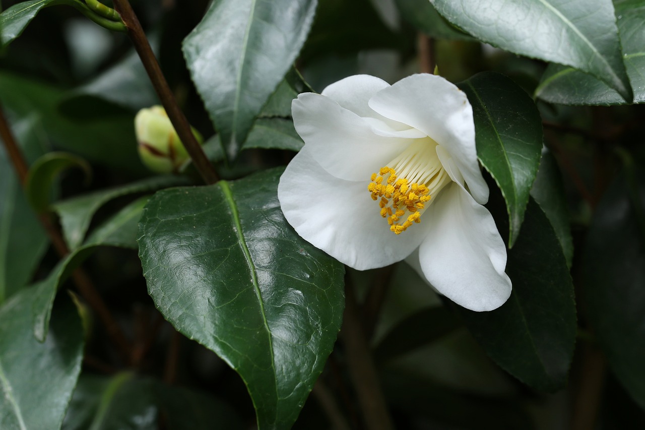 桃花霸主 第32页
