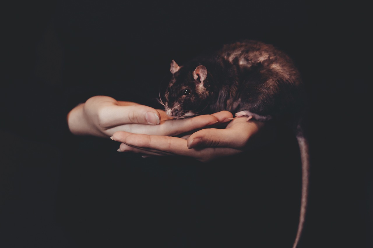 五月，人与猪的电影奇迹